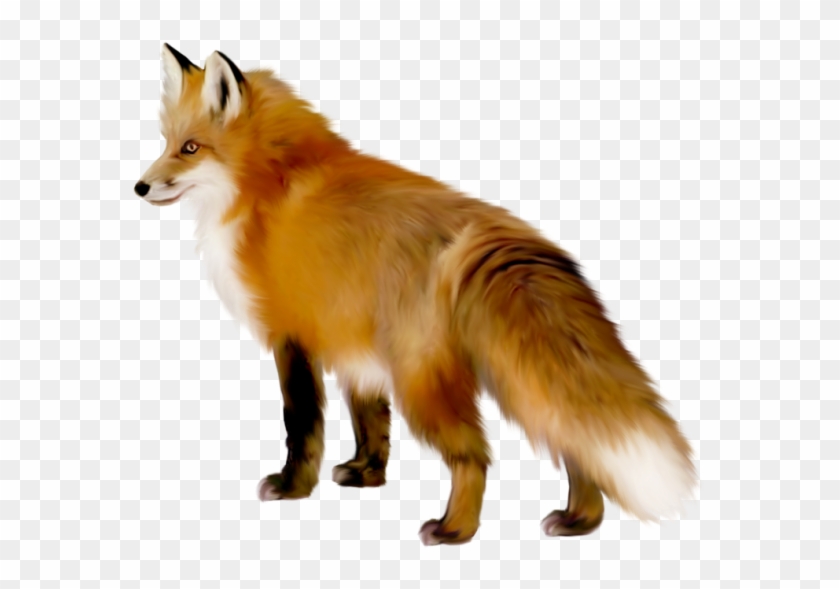 Яндекс - Фотки - Transparent Fox #1333407