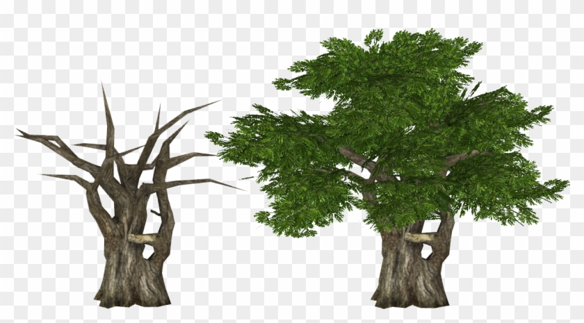 Raintree Slice - Raintree Slice #1333857