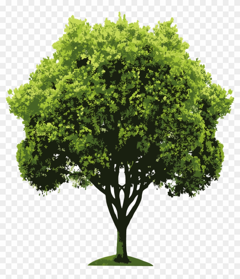 Árvores Em Png - Green Tree Shower Curtain #1334502