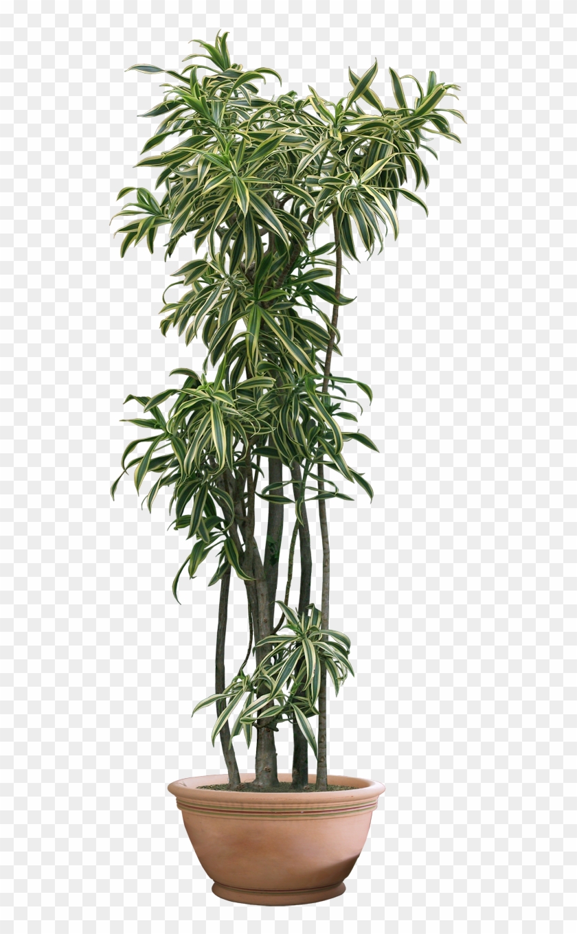 Plant Png Transparent Background #1334548