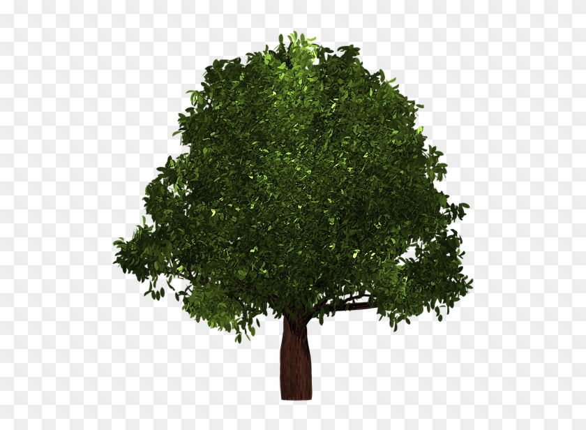 Tree #1334585