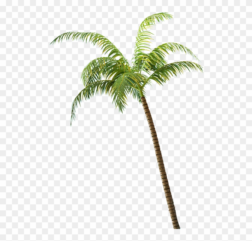 야자수 - Attalea Speciosa #1334752
