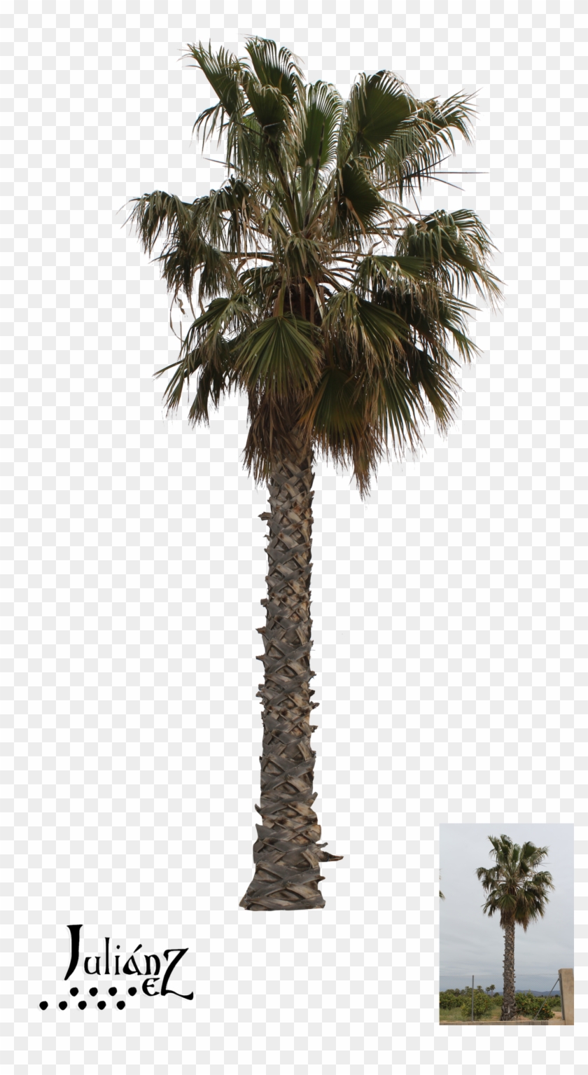 Palm Tree 2 By Julianez Palm Tree 2 By Julianez - Borassus Flabellifer #1334760