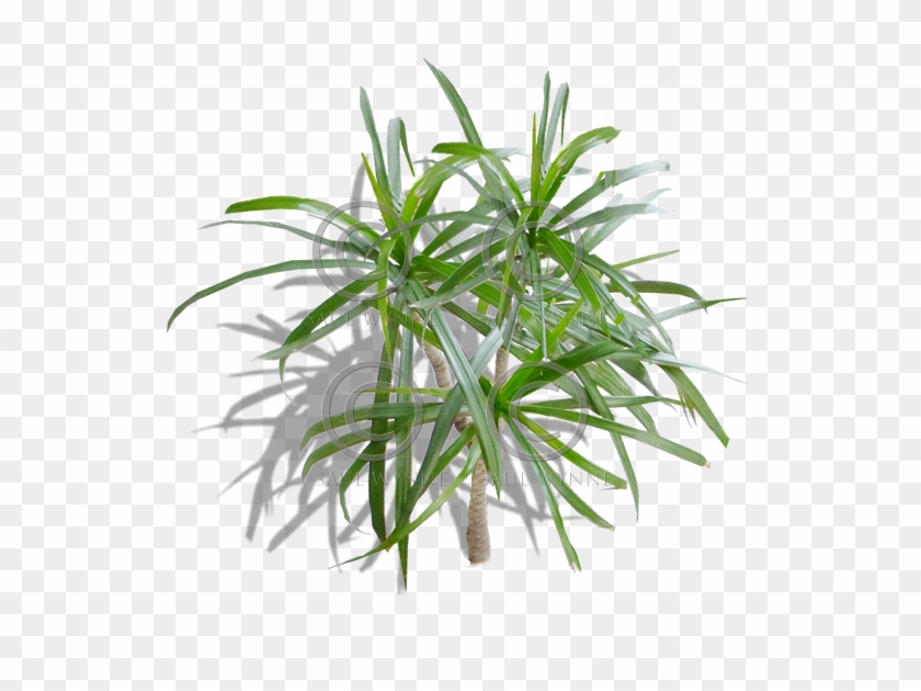 Palm Tree 2 Transparent Token - Houseplant #1334762