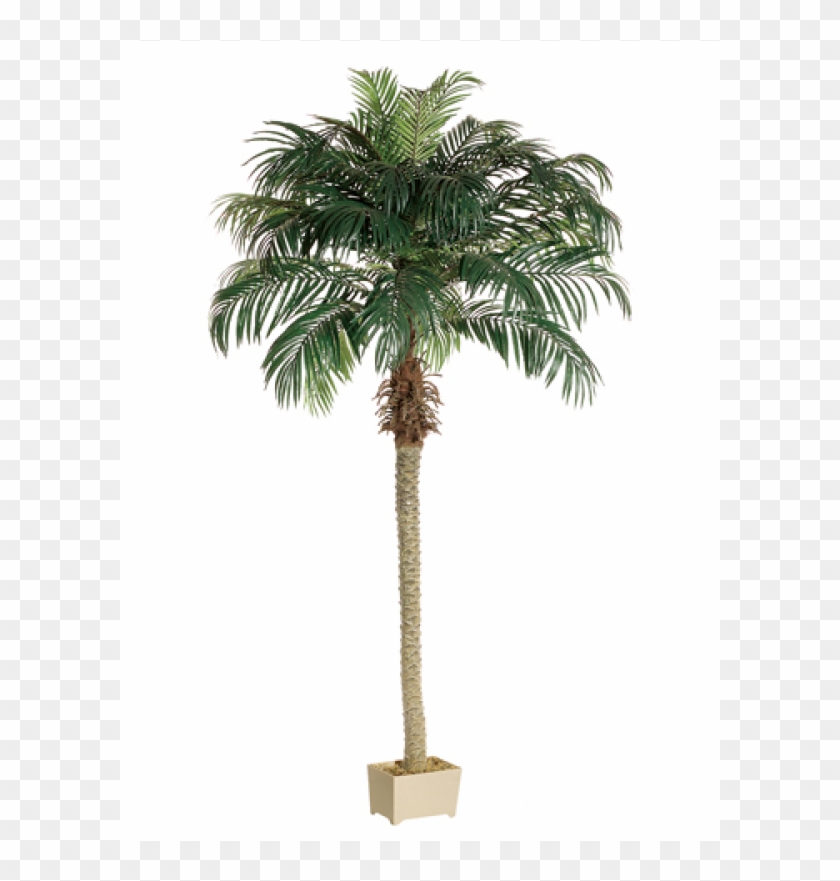 8' Phoenix Palm Tree In Rectangular Plastic Pot - Silk Plants Direct Phoenix Palm Tree - Green - Pack #1334771