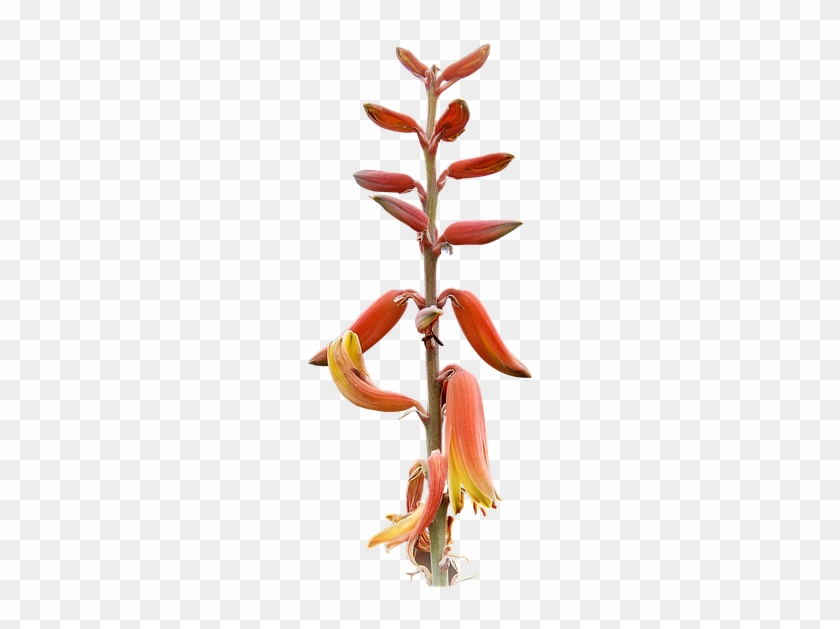 Plants Png 25, Buy Clip Art - Tuat #1334901