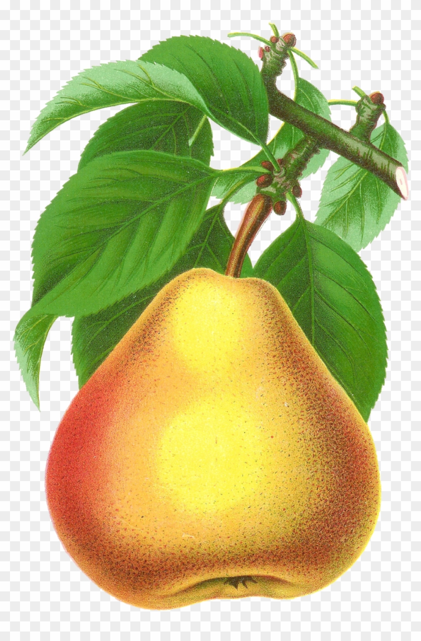 Canadian Horticulturalist 1888-96 Howell Pear Poster #1335024