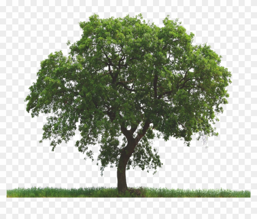 Tree Png227 - Tree Png #1335389