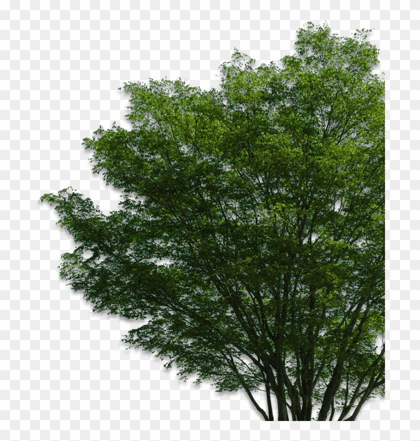 Tree Png #1335445