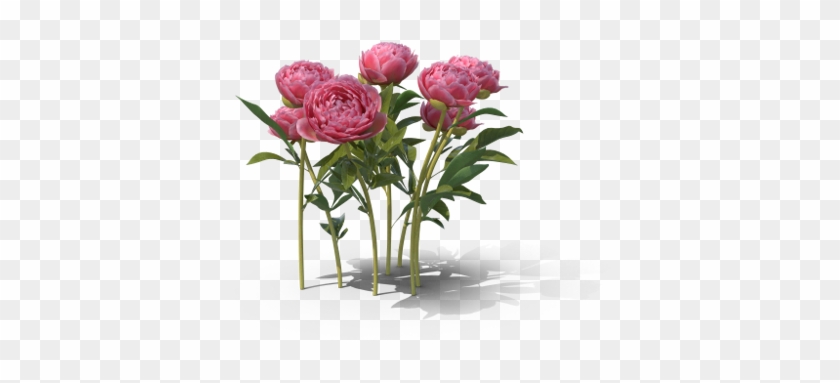 Peony - H03 - 500w-jgt - Garden Roses #1335999