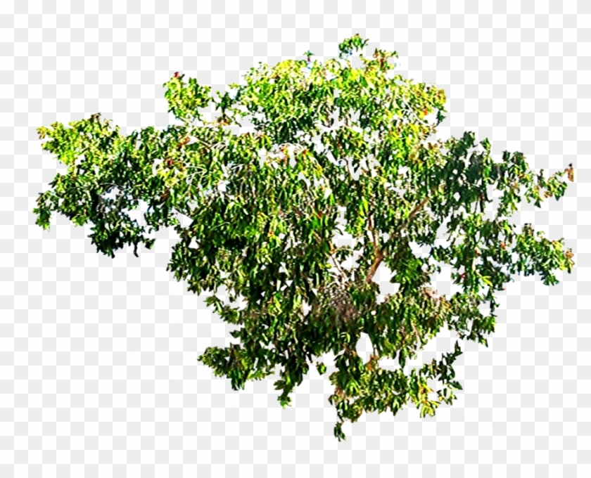Tree Top View P Source - Tree Canopy Png #1336254