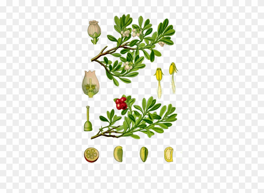 Beredruif Thee, Beredruifthee, Bestel Hier Uw Kruidenthee - Arctostaphylos Uva Ursi Leaf #1337211