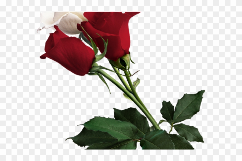 White Rose Clipart - Red Flowers On White Background #1340692
