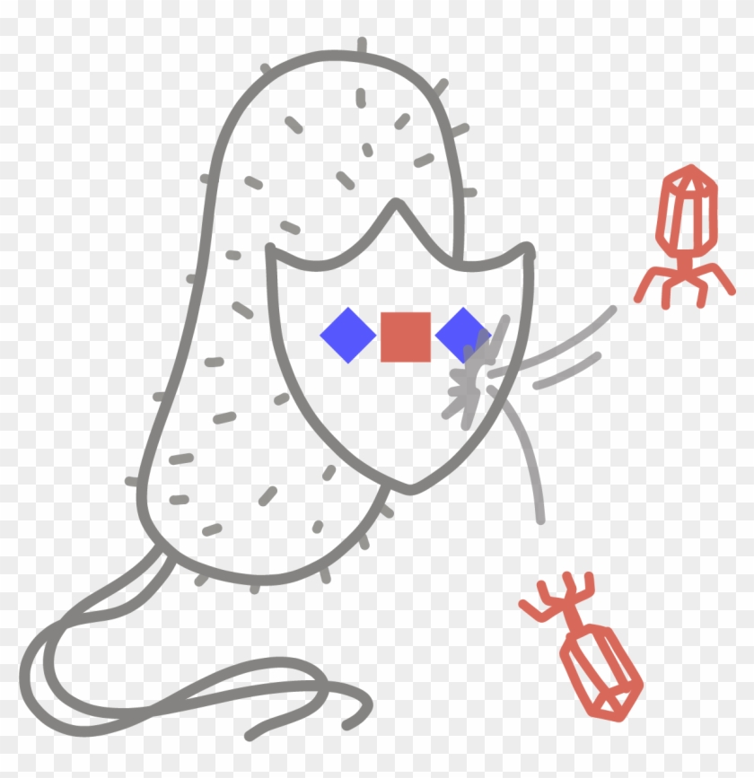 ” An Adaptive Immune System Found In Bacteria And Archaea, - ” An Adaptive Immune System Found In Bacteria And Archaea, #1340899