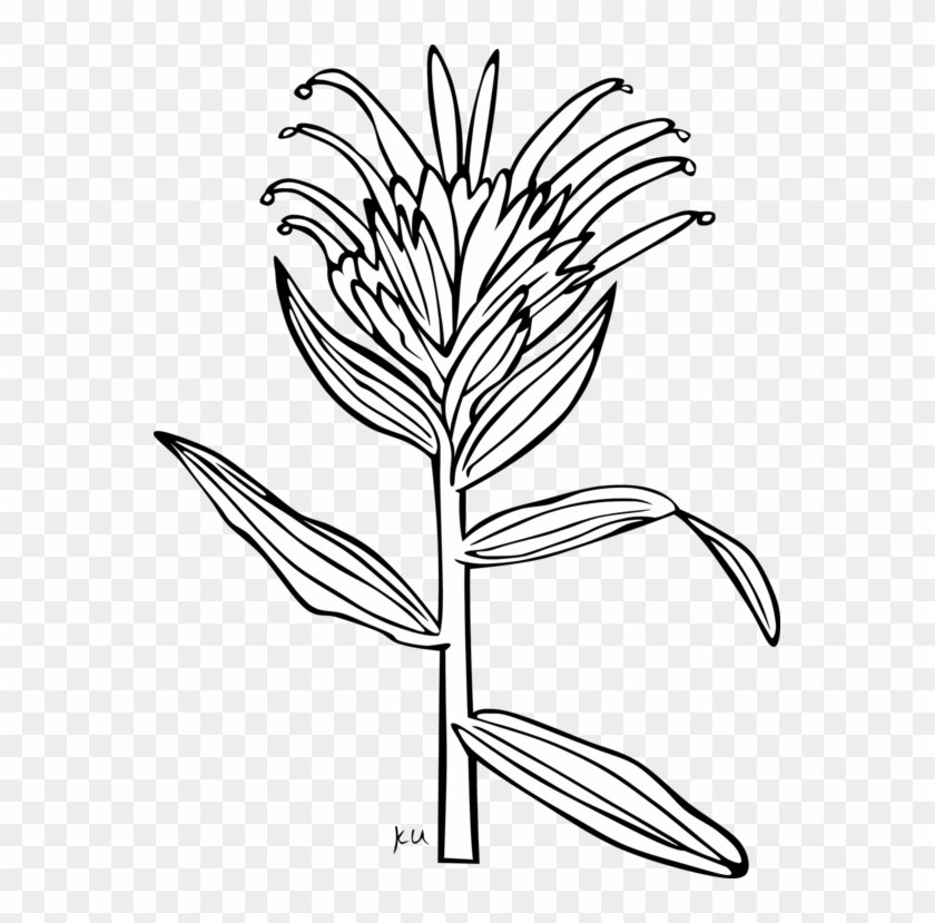 All Photo Png Clipart - Indian Paintbrush Coloring Page #1344533