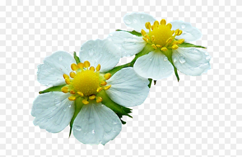 Tattys Thingies - Flowers - Foliage - Contoh Bunga Tidak Sempurna #1346532