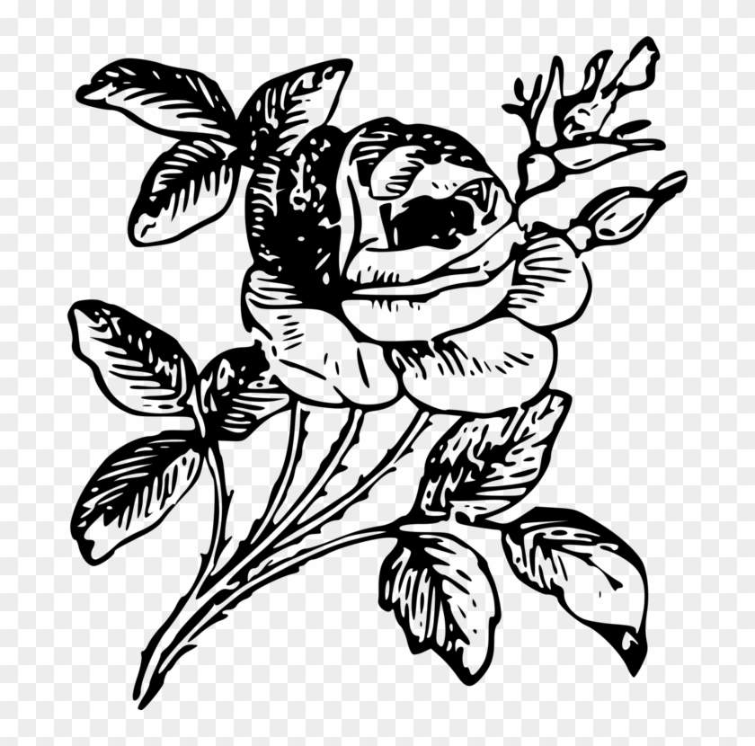 Drawing Floral Design Rose Flower Art - Png Of Rose Drawing #1349681