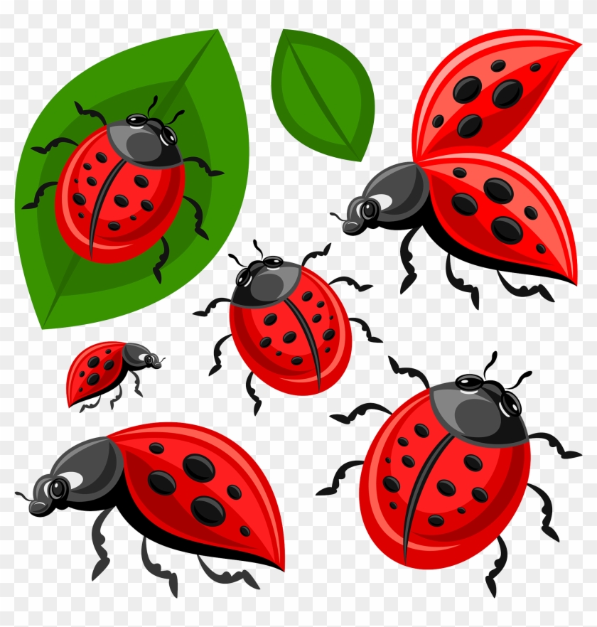 Ladybird Beetle Clip Art Transprent Png Free - Ladybird Beetle Clip Art Transprent Png Free #1350790