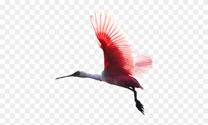 Cool My Little Pony Black And White Images Animal Clip - Colorful Flying Birds Png #1352405