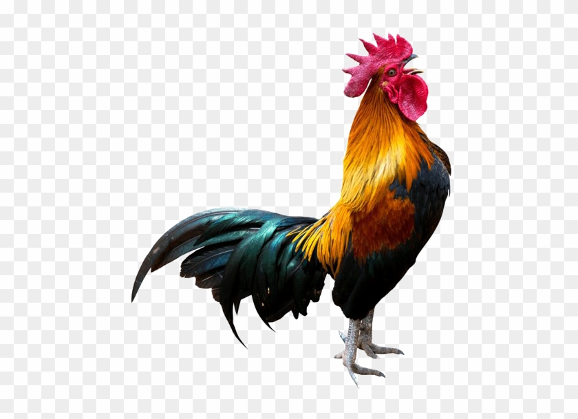Rooster Transparent Background Arts Png Rooster Pmg - Rooster No Background #1354355