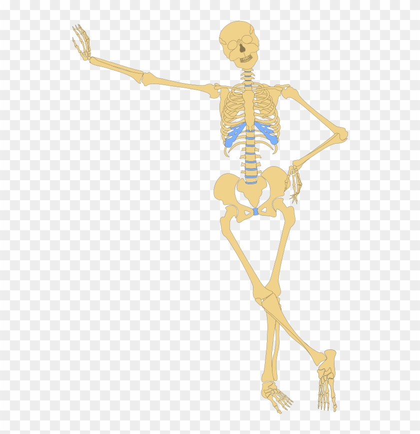 Skeleton Clipart Human Biology - Skeletal System Vector Png #1354620