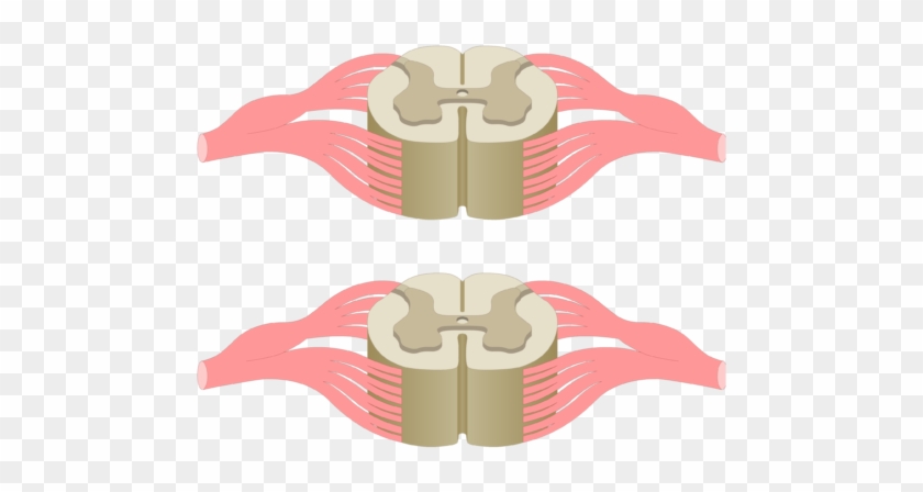 Cross Section Of The Spinal Cord Showing 2 Lumbar Segments, - Spinal Cord #1356351