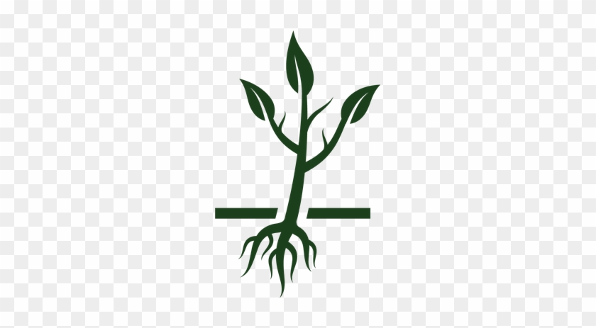 Image Stock Cycle The Arts Image Pbs Learningmedia - Cycle Of Tree Growth #1358189