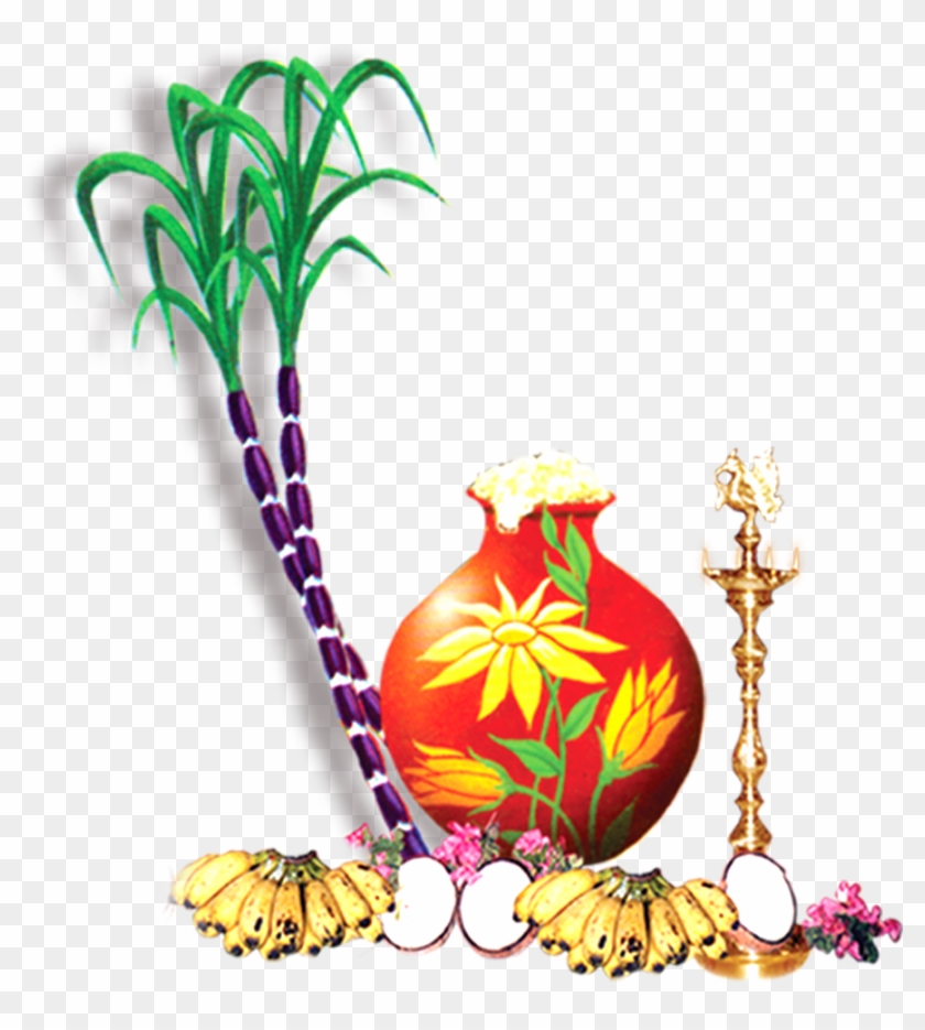 Pongal Sugarcane #1358997