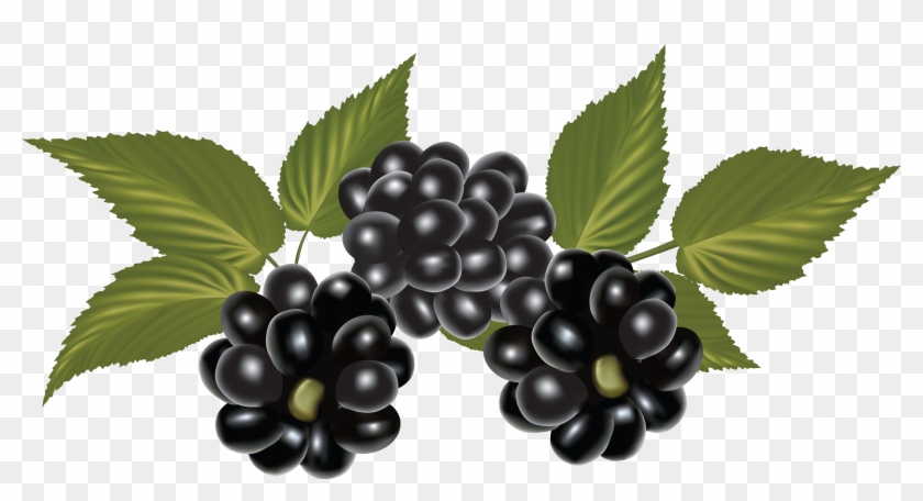 Blackberry, Clip Art, Blackberries, Rich Brunette, - Blackberry Png #1359756