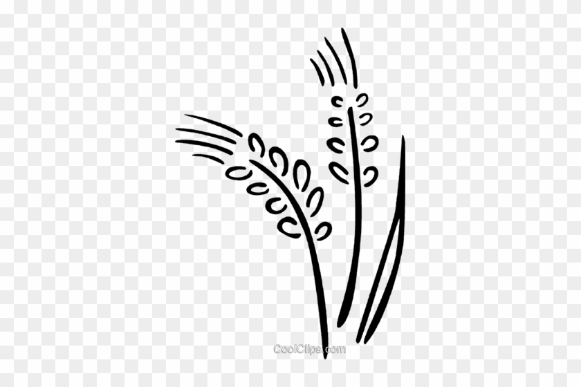 Wheat Royalty Free Vector Clip Art Illustration - Wheat Royalty Free Vector Clip Art Illustration #1362421