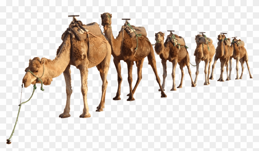 Download Clipart Library Download Hands Clapping Cilpart - Camels Png #1364299