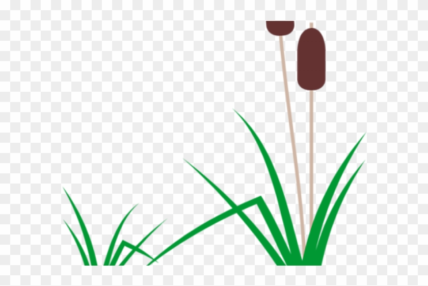 Swamp Clipart Aquarium Plant - Cartoon Cattail #1365108