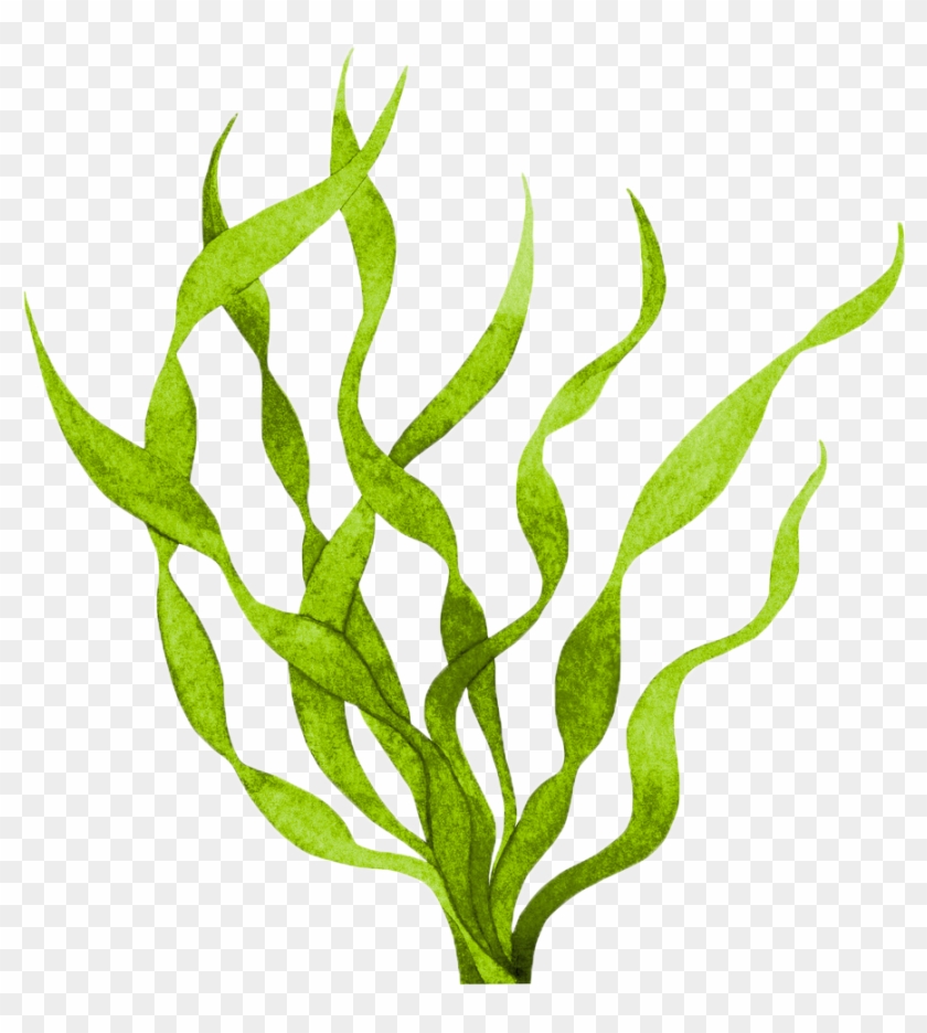 Algae Clipart Transparent - Seaweed #1365138
