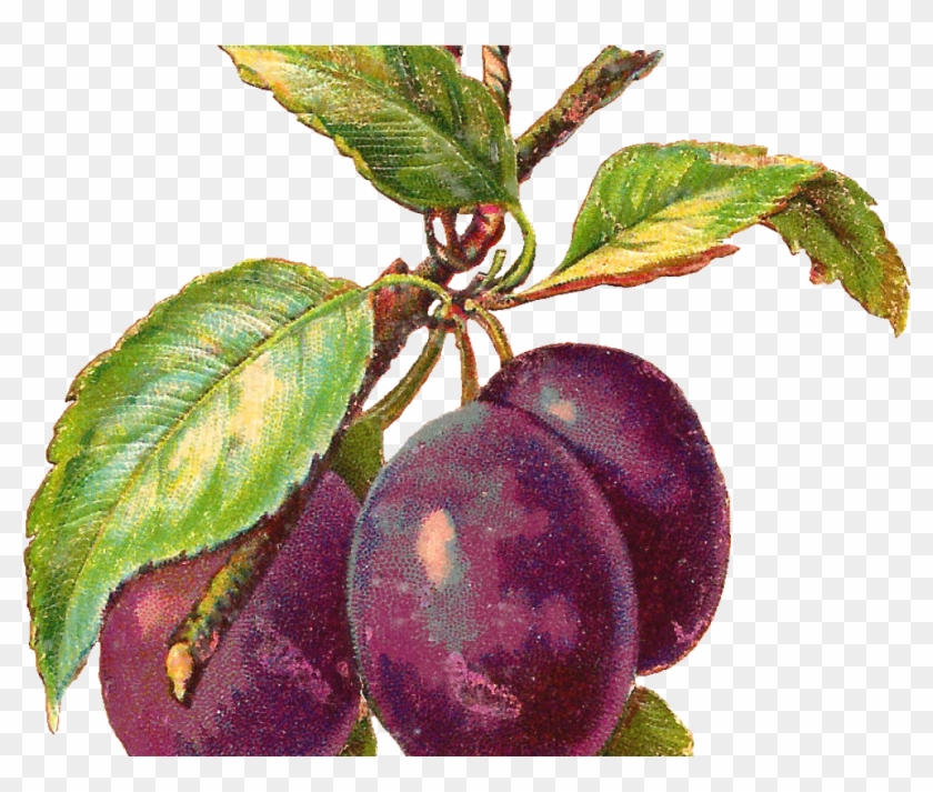 Free Fruit Clip Art - Aquarel Plum #1365143