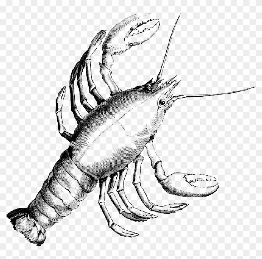 Clipart Library Library Lobster Crab Crustacean Shrimp - Cancer Constellation #1365920