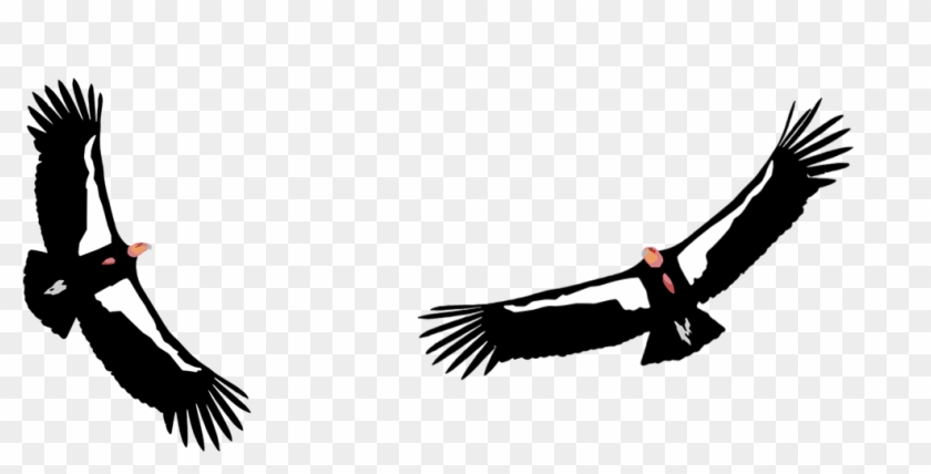 California Condor #1366605