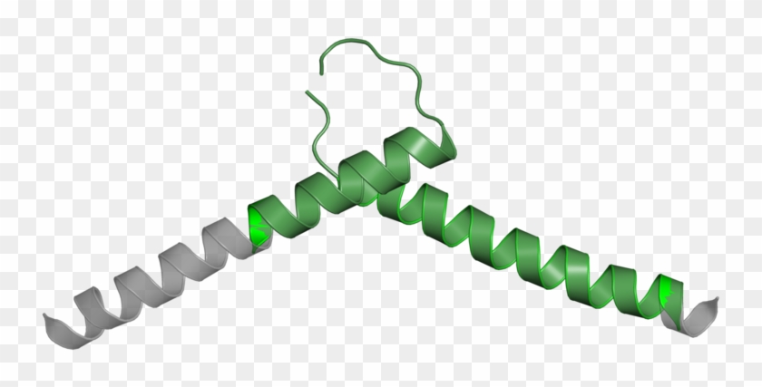 Basic Helix-loop-helix #1366900