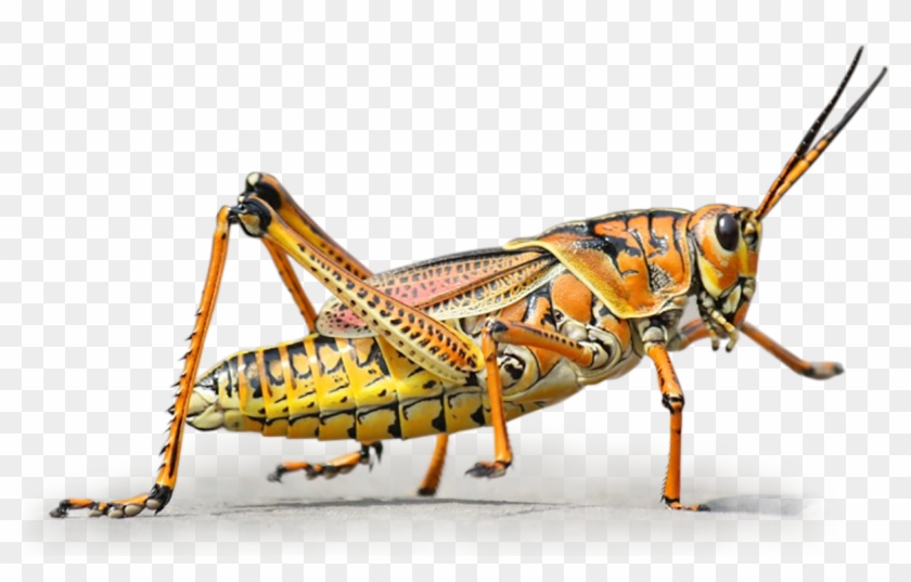 Colorato Big Png Novel Food - Grasshopper Journal: Take Notes, Write Down Memories #1367552