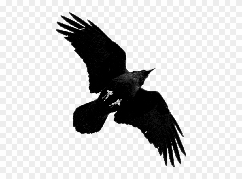 Grand Corbeau, Oiseau Noir, Tableau Dessin, Plume, - Crow Spreading Wings Transparent #1367954