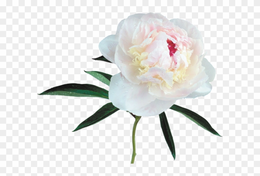 Large Transparent White Peony Clipart Pivoines Blanches, - White Peony Clip Art #1371006