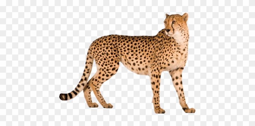 Cheetah Png - Cheetah Png #1372342