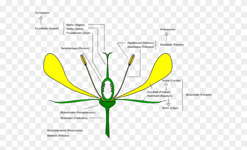 How To Set Use Flower Anatomy Clipart - How To Set Use Flower Anatomy Clipart #1373816
