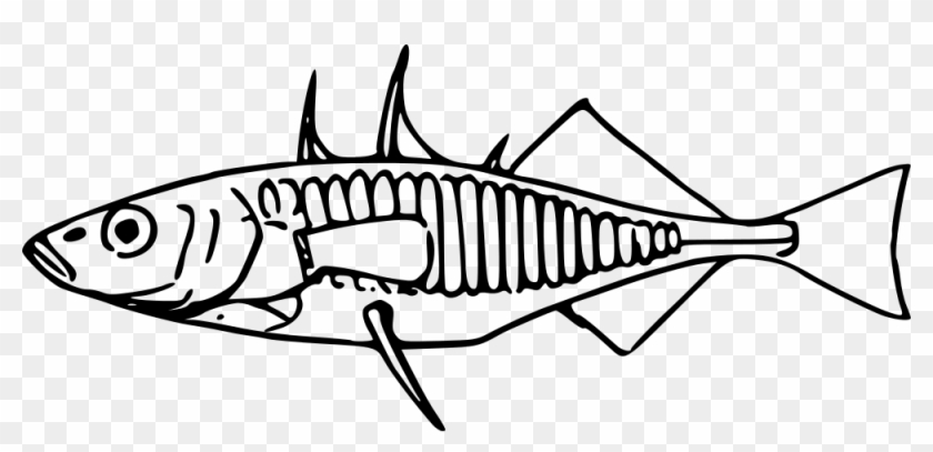 Open - Three Spined Stickleback Drawing #1376677