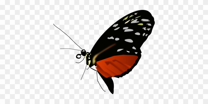 Monarch Butterfly Insect Pieridae Orange - Red Black And Orange Butterfly #1377495