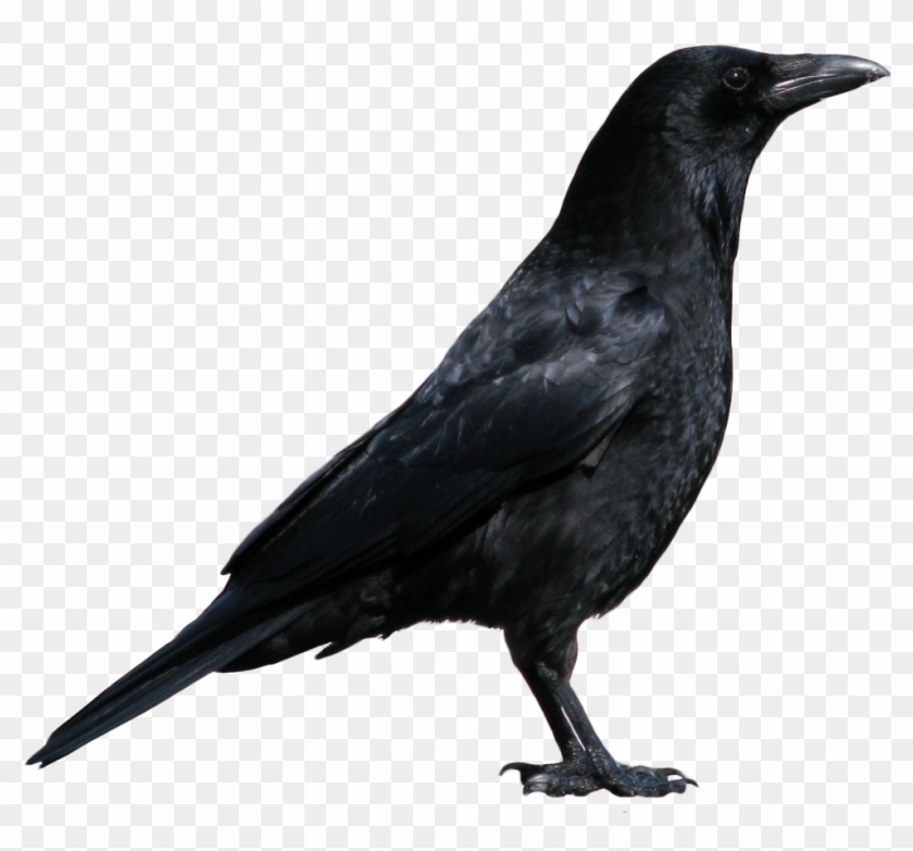 Get Your Artistic Groove On - Crow Png #1378300