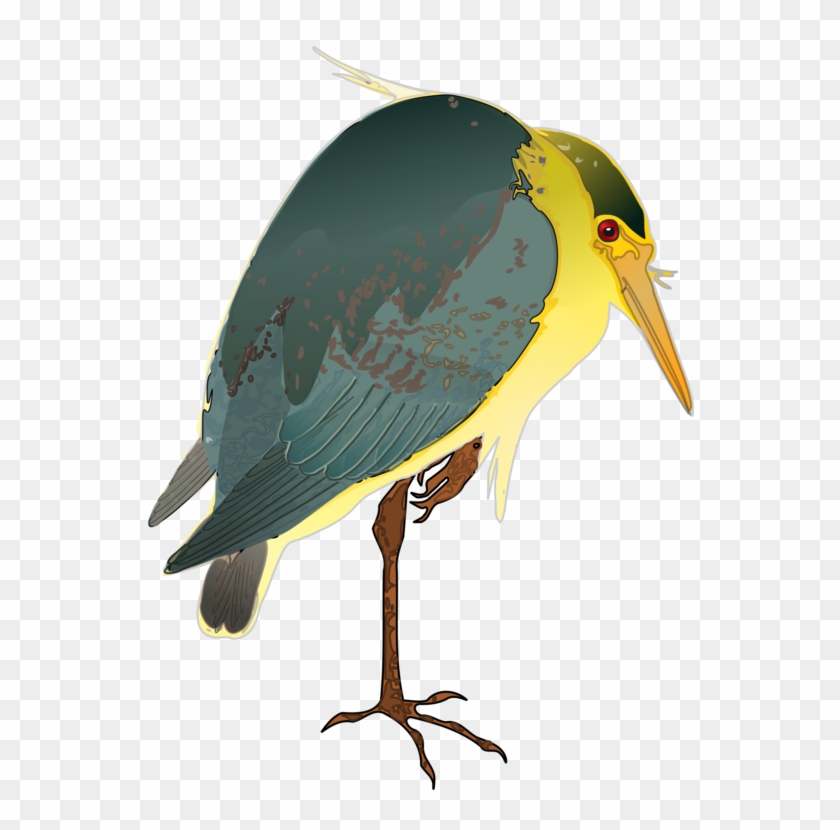 All Photo Png Clipart - Black Crowned Night Heron Free #1379311