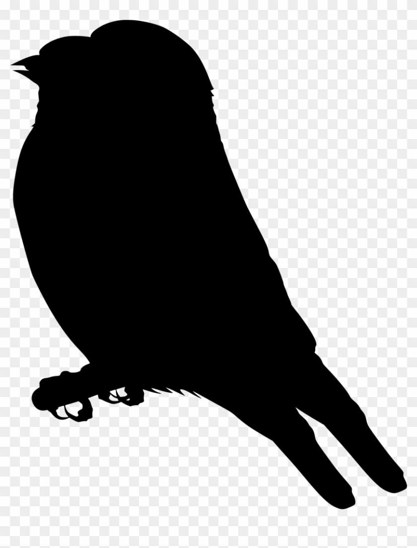 Info - Finch Clipart #1384727