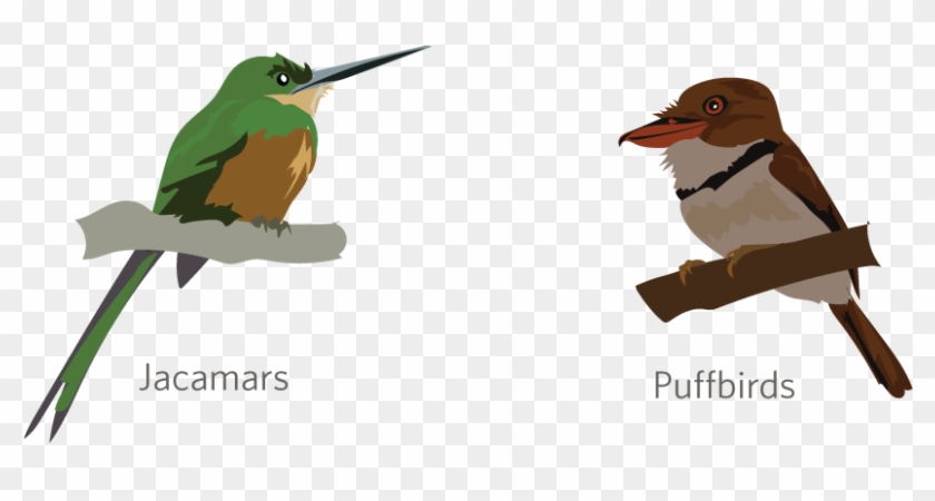 Jacamars And Puffbirds - Hummingbird #1386744