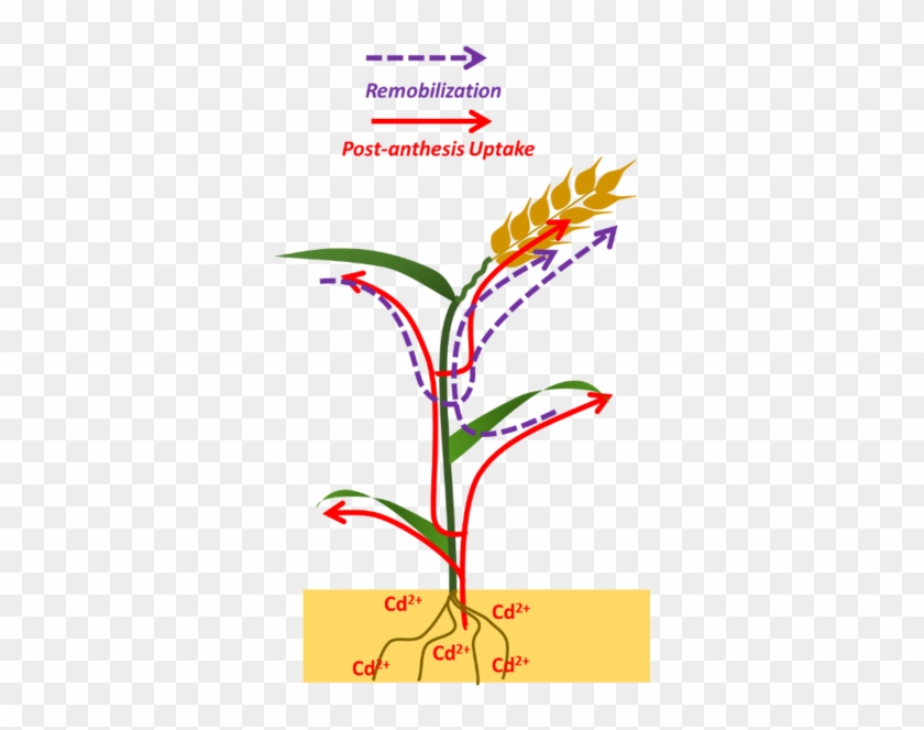 Cd Imported Into Developing Grains Can Originate In - Graphic Design #1390314