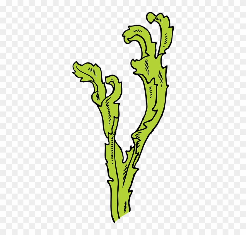 Algae Clipart Water Plant - Seaweed Clip Art #1391058